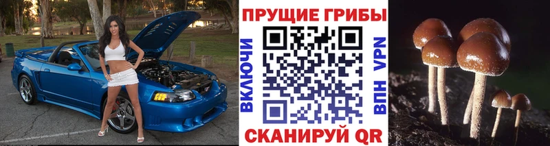 дарнет шоп  OMG зеркало  Псилоцибиновые грибы прущие грибы  Красновишерск 